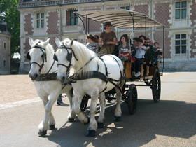 Horse and carriage